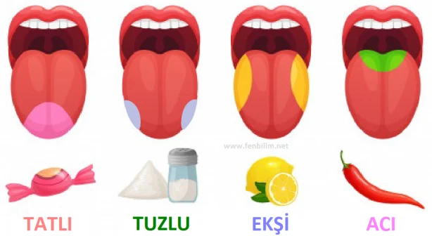 insanlarda-kac-turlu-tat-duyusuvar